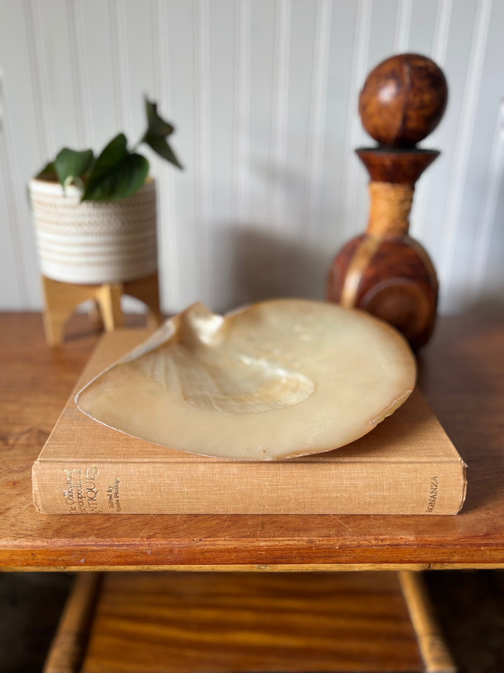 Unique Large Mother of Pearl Shell