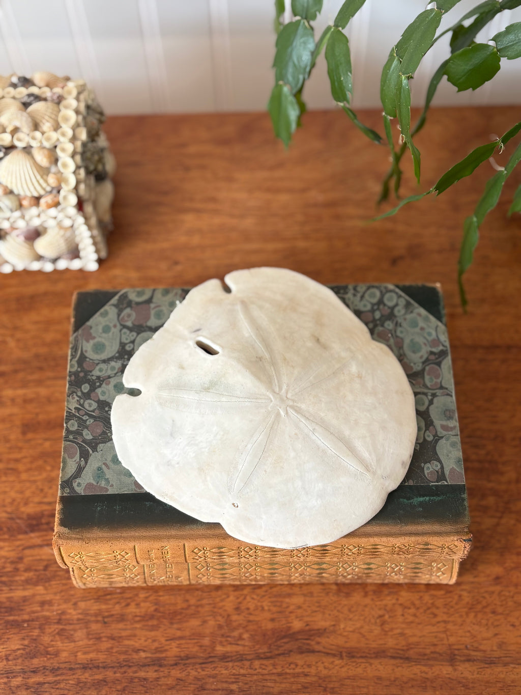 Large Sand Dollar
