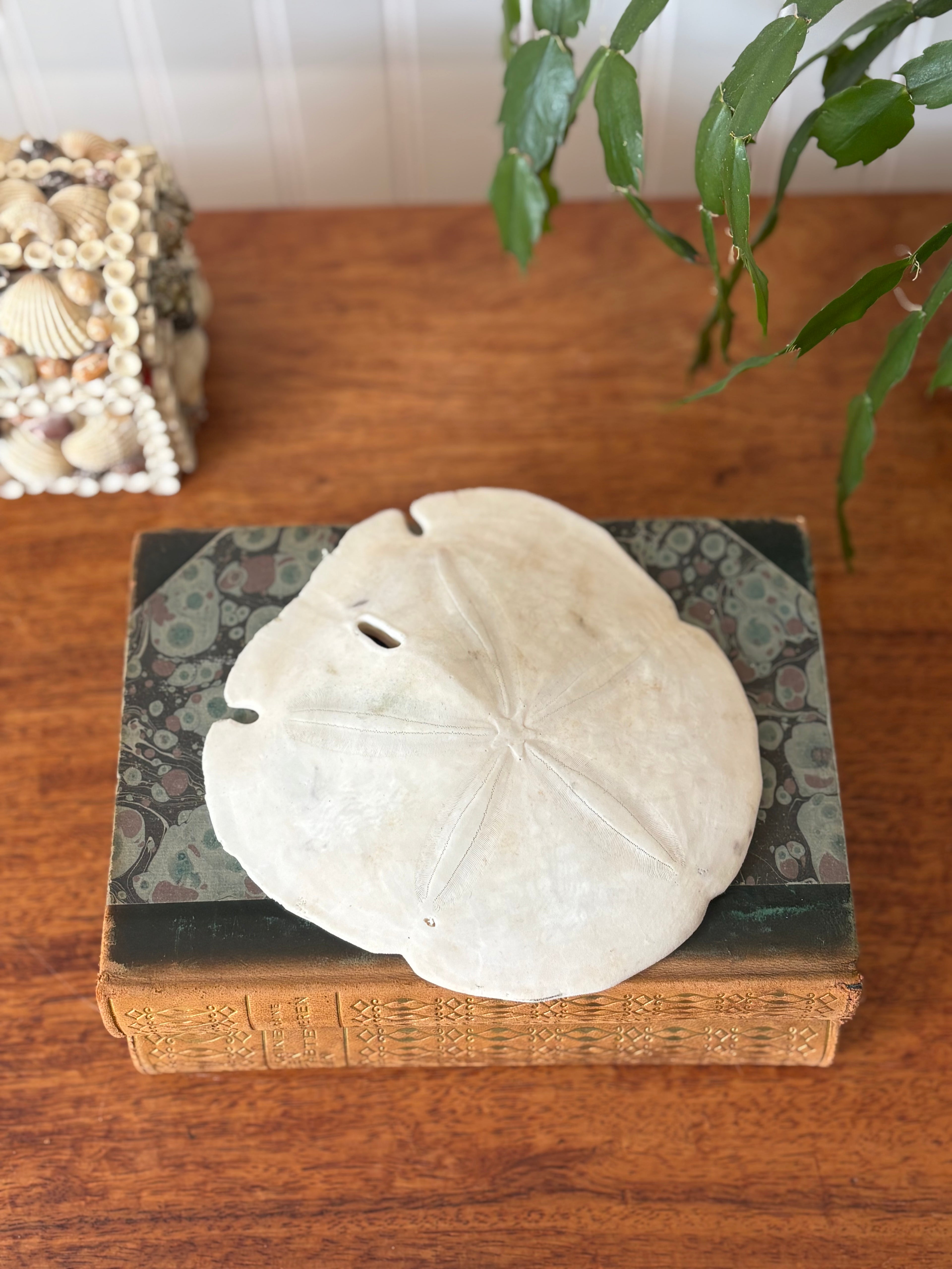 Large Sand Dollar