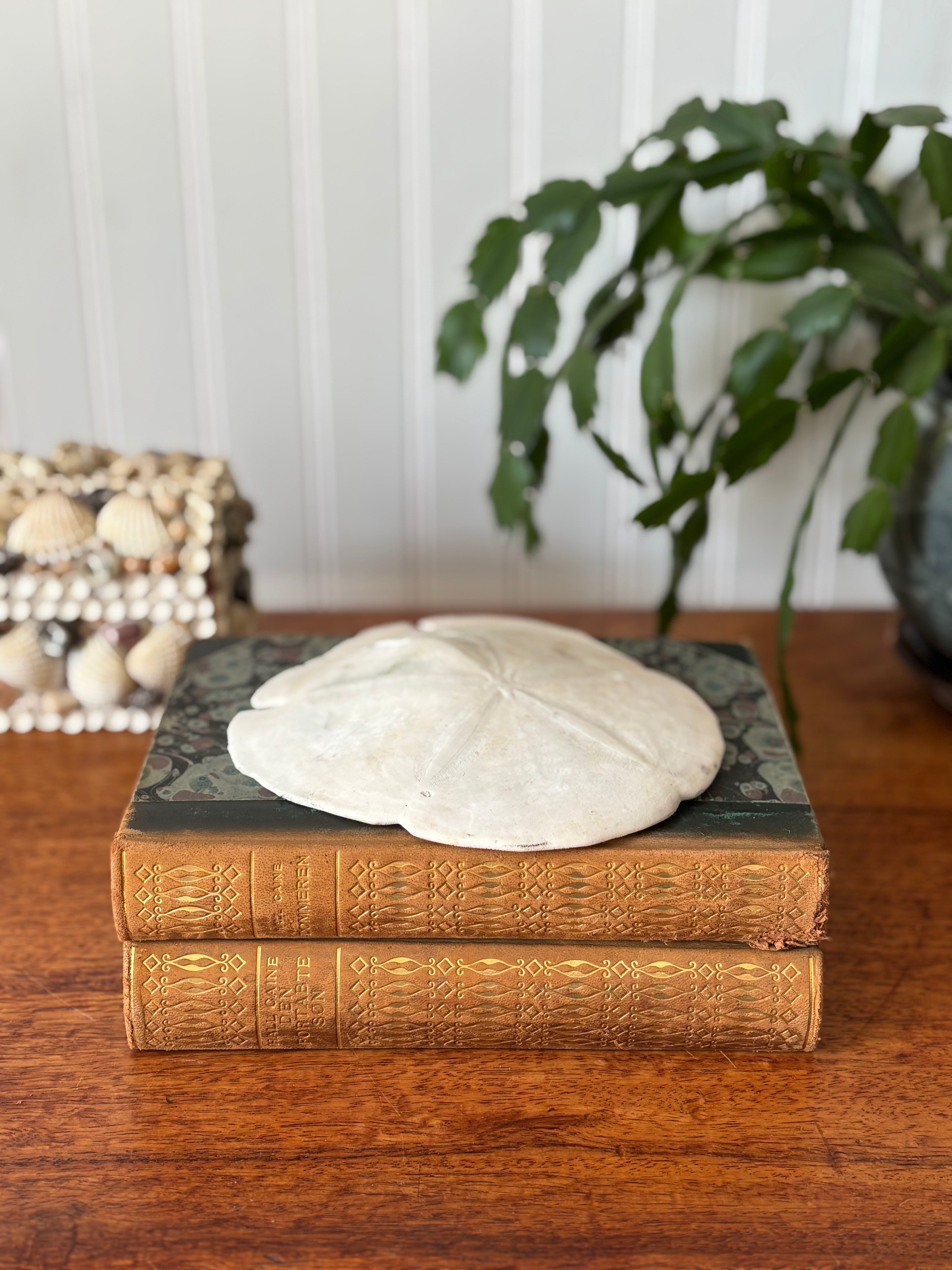 Large Sand Dollar