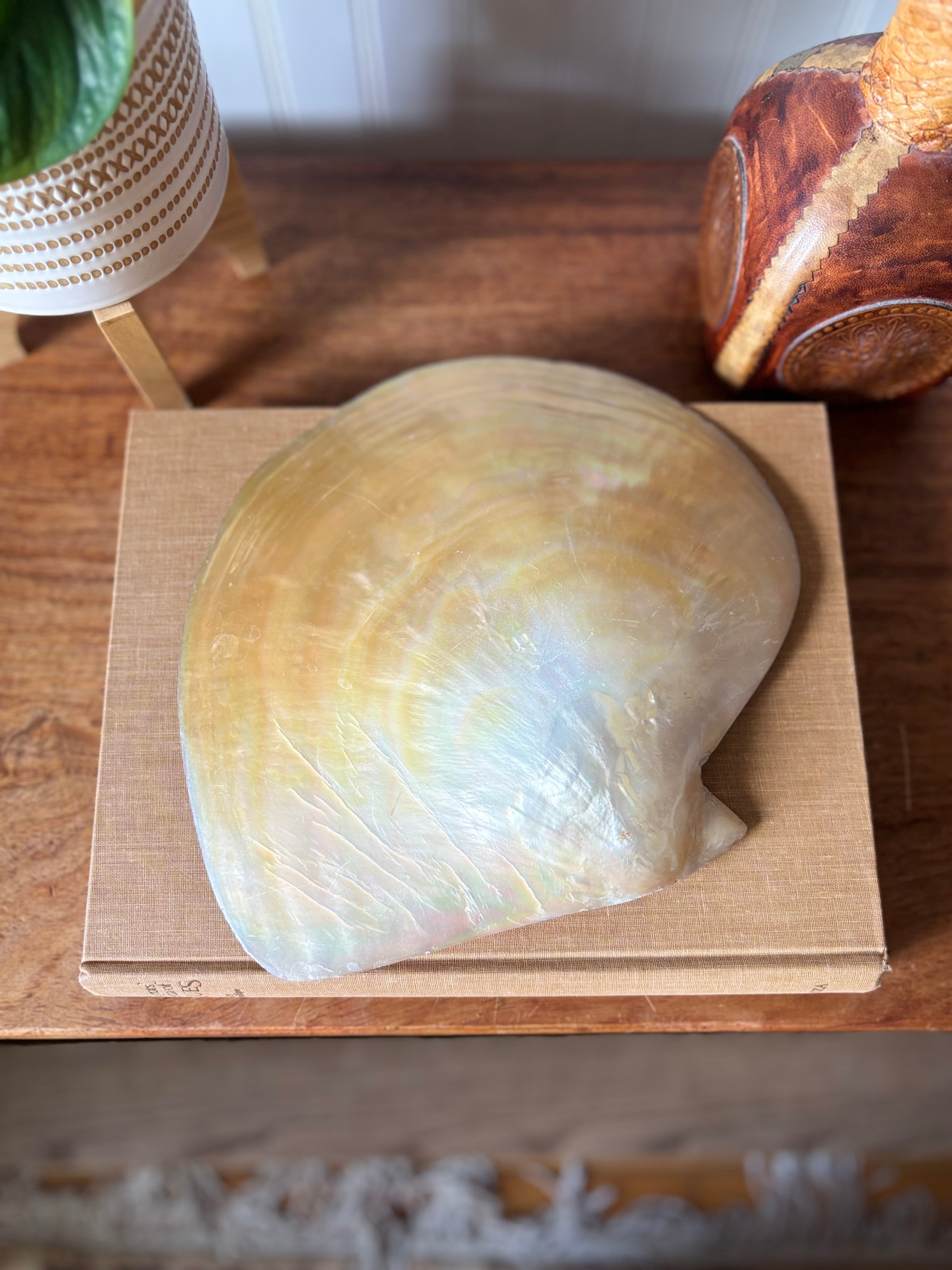 Unique Large Mother of Pearl Shell