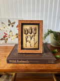 Tulip Print in Vintage Burlwood-style Frame