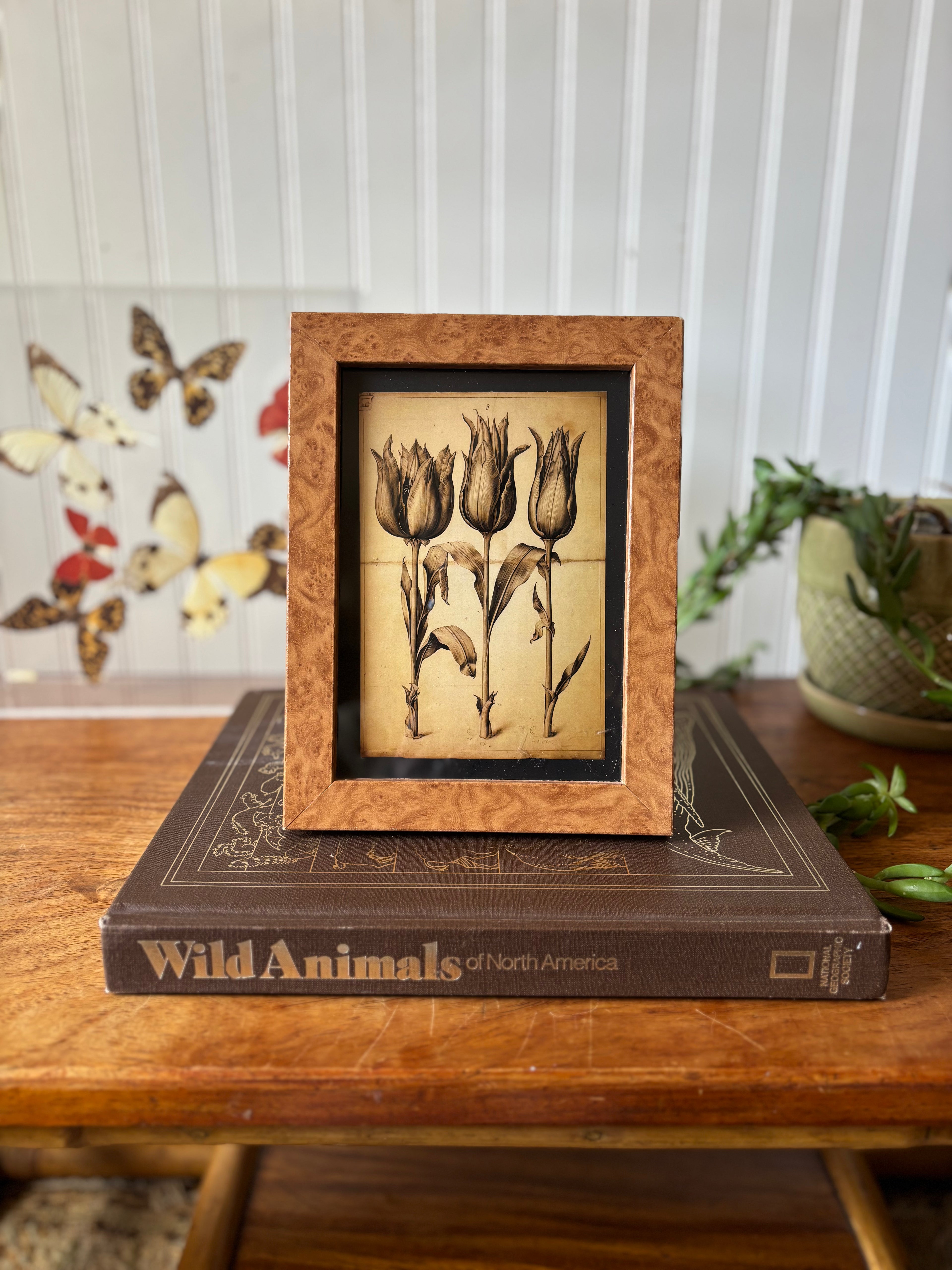 Tulip Print in Vintage Burlwood-style Frame
