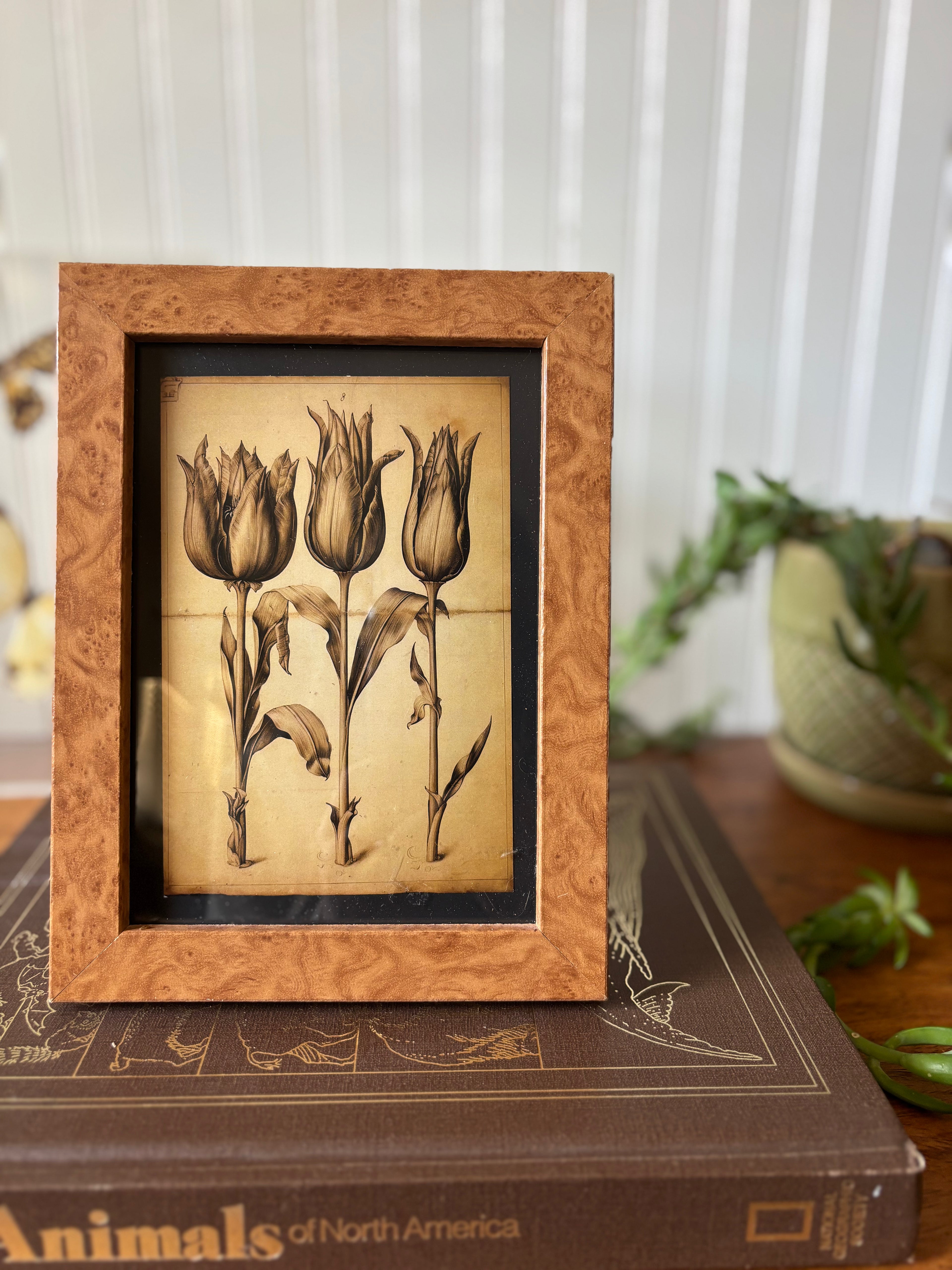 Tulip Print in Vintage Burlwood-style Frame