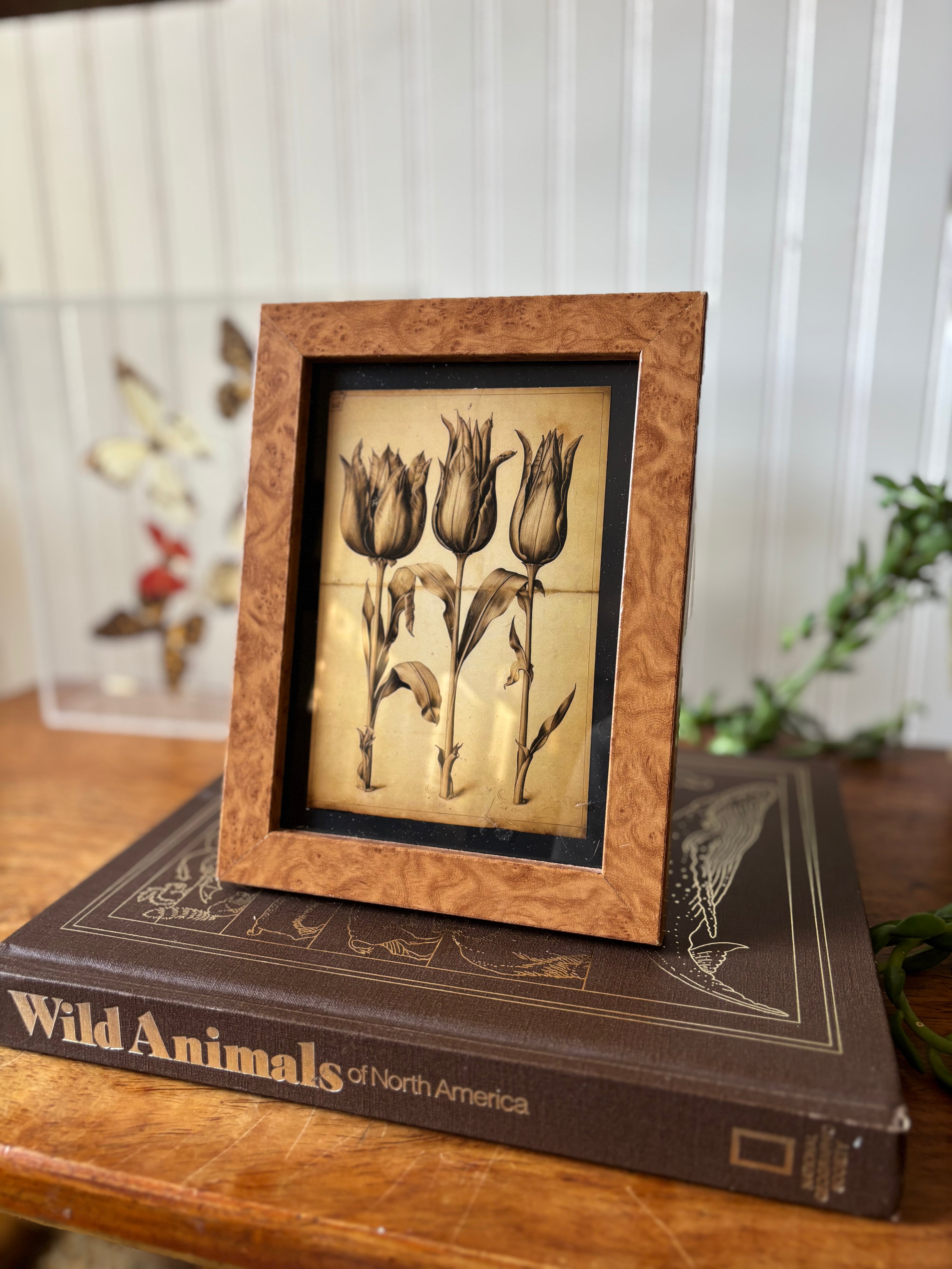 Tulip Print in Vintage Burlwood-style Frame