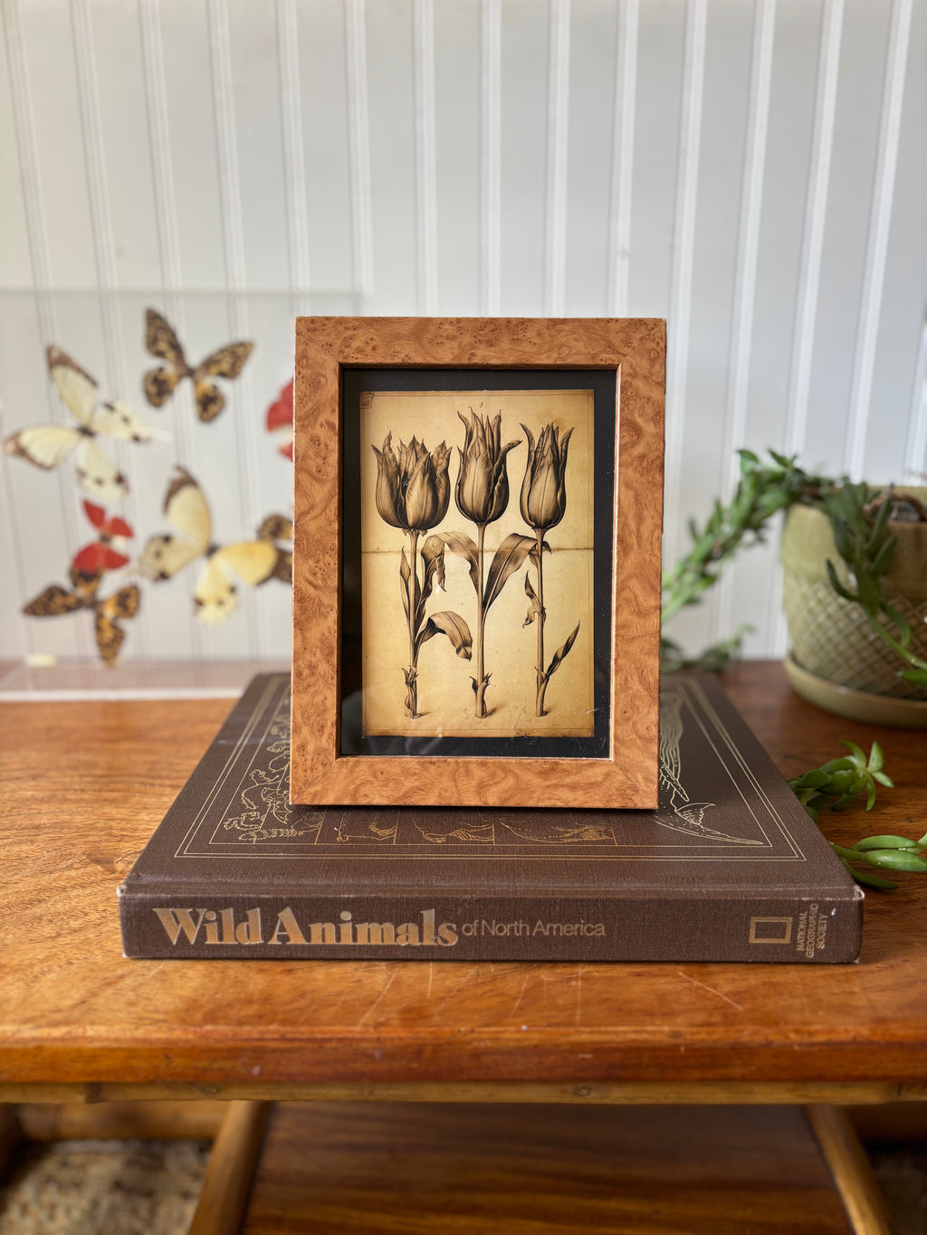 Tulip Print in Vintage Burlwood-style Frame