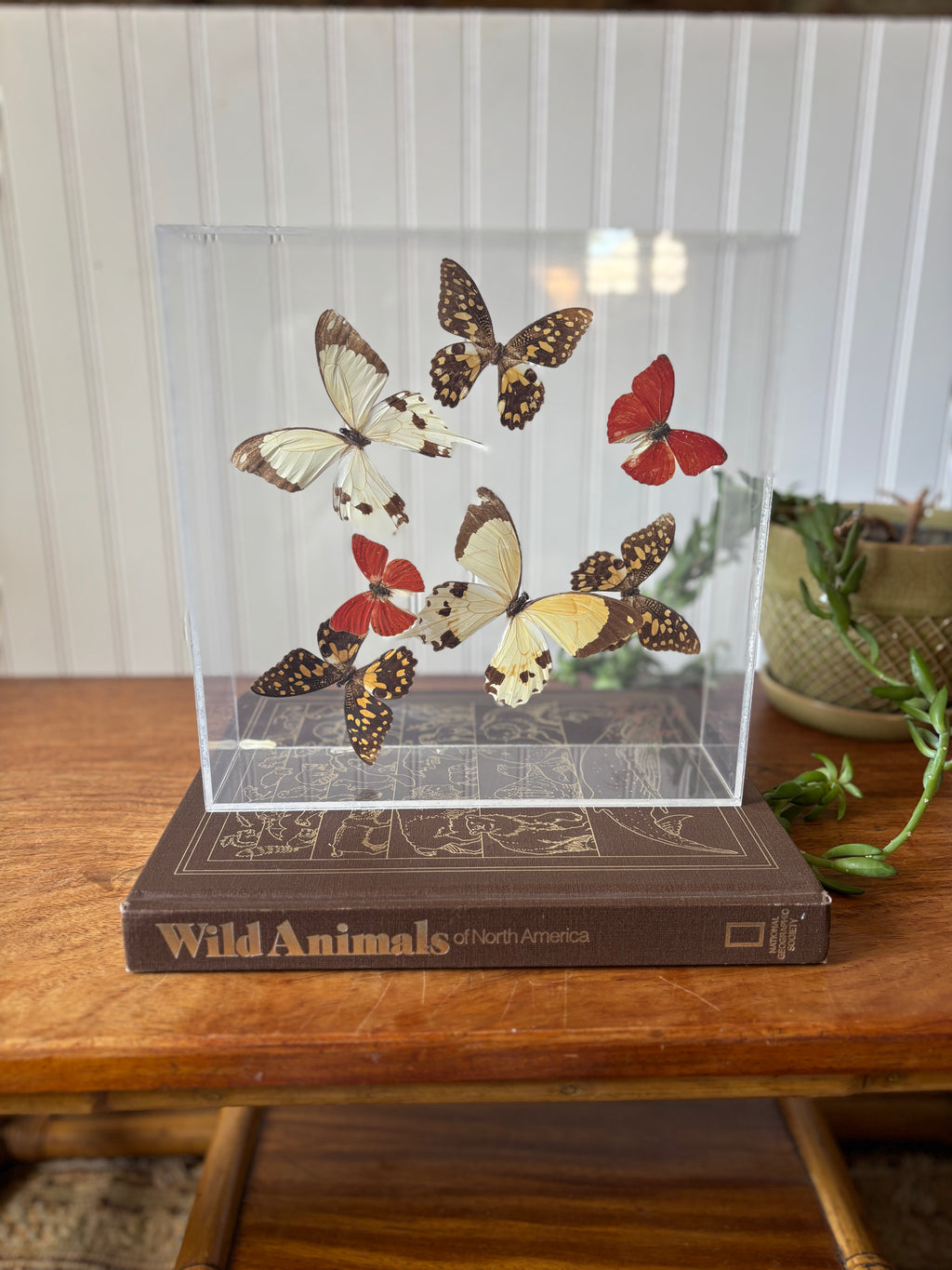 Real Butterflies in Shadowbox (Taxidermy)