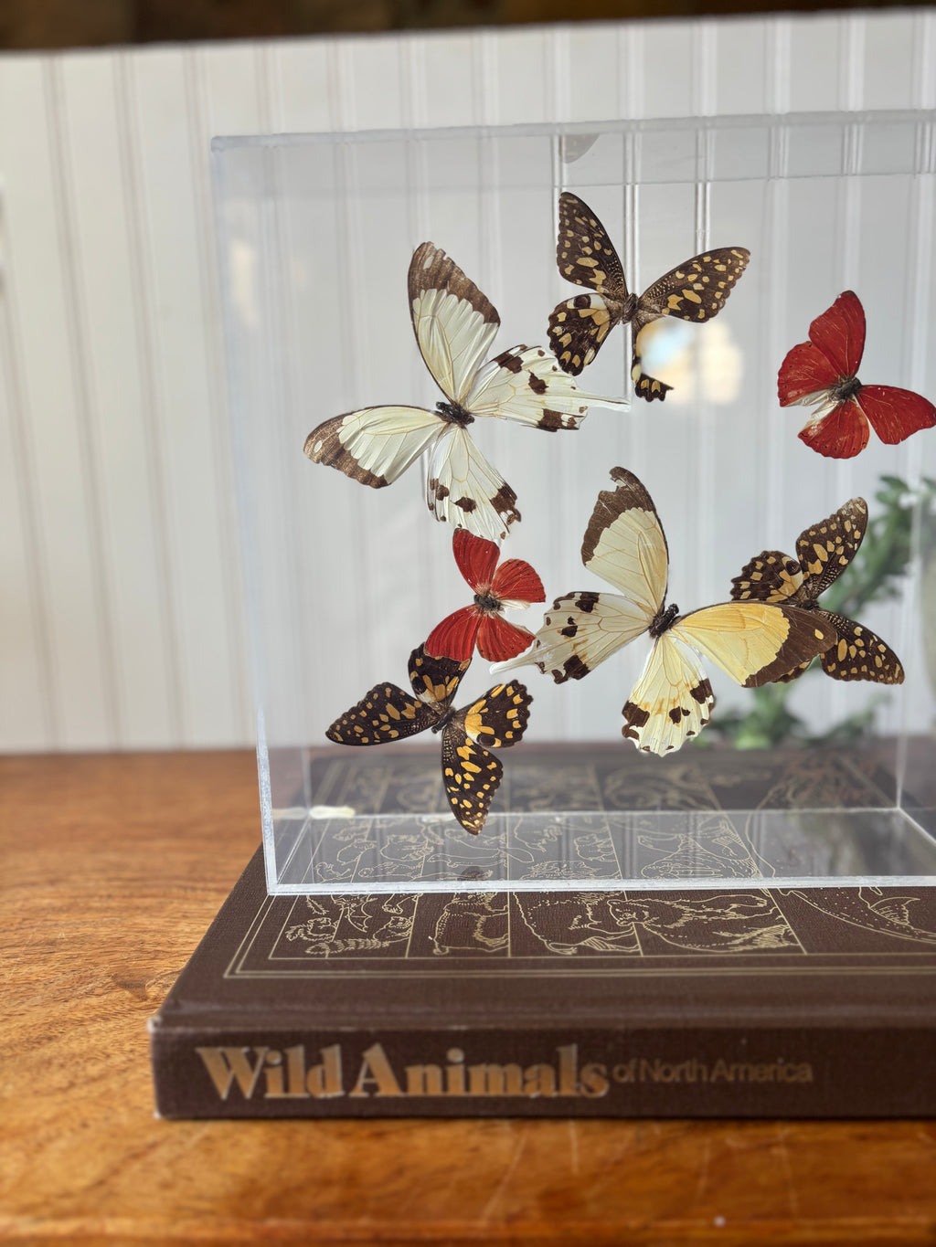 Real Butterflies in Shadowbox (Taxidermy)