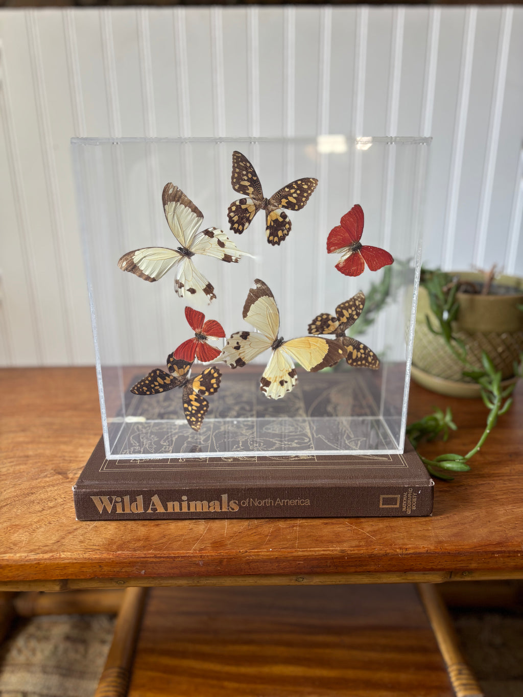 Real Butterflies in Shadowbox (Taxidermy)
