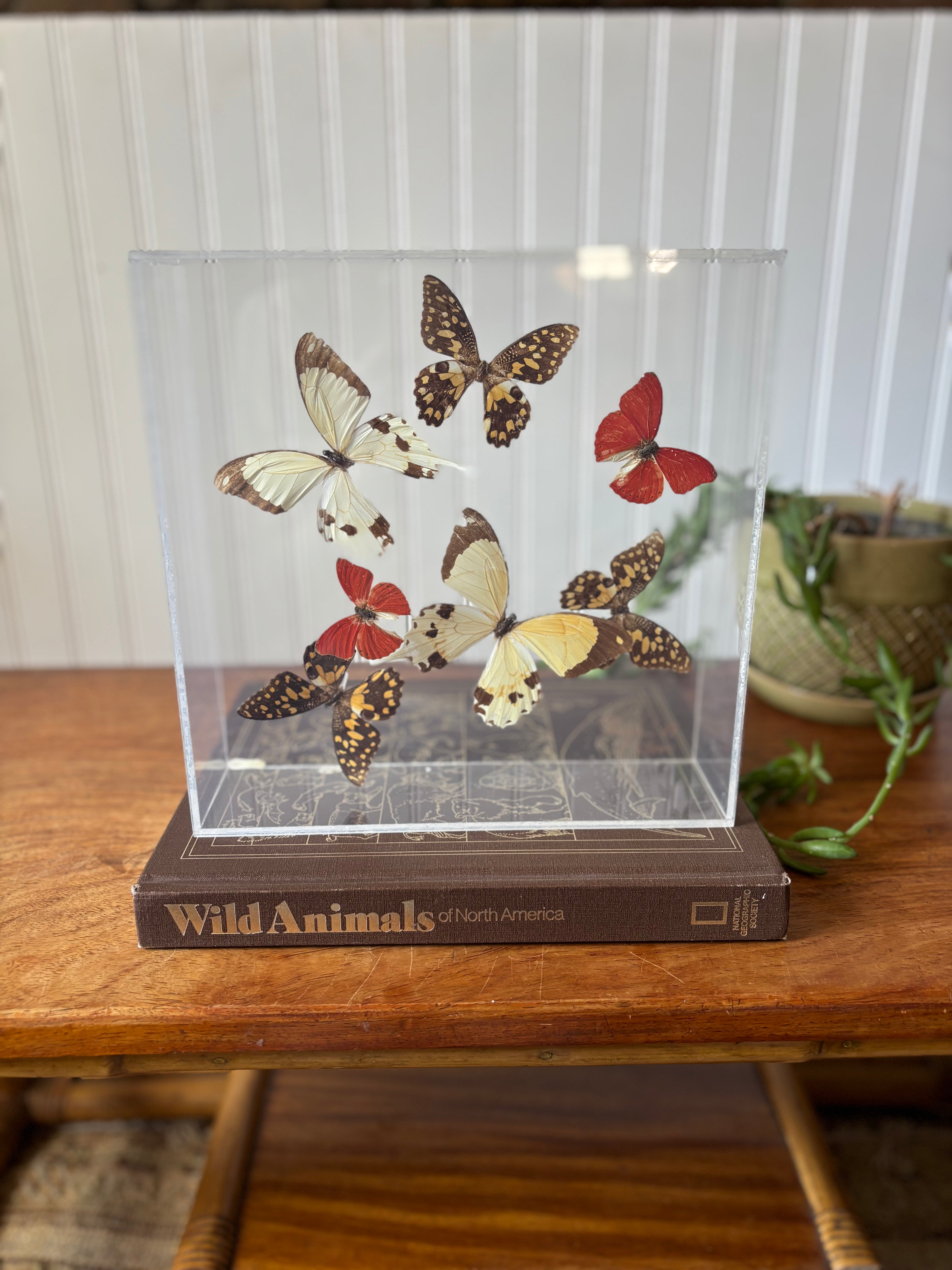 Real Butterflies in Shadowbox (Taxidermy)