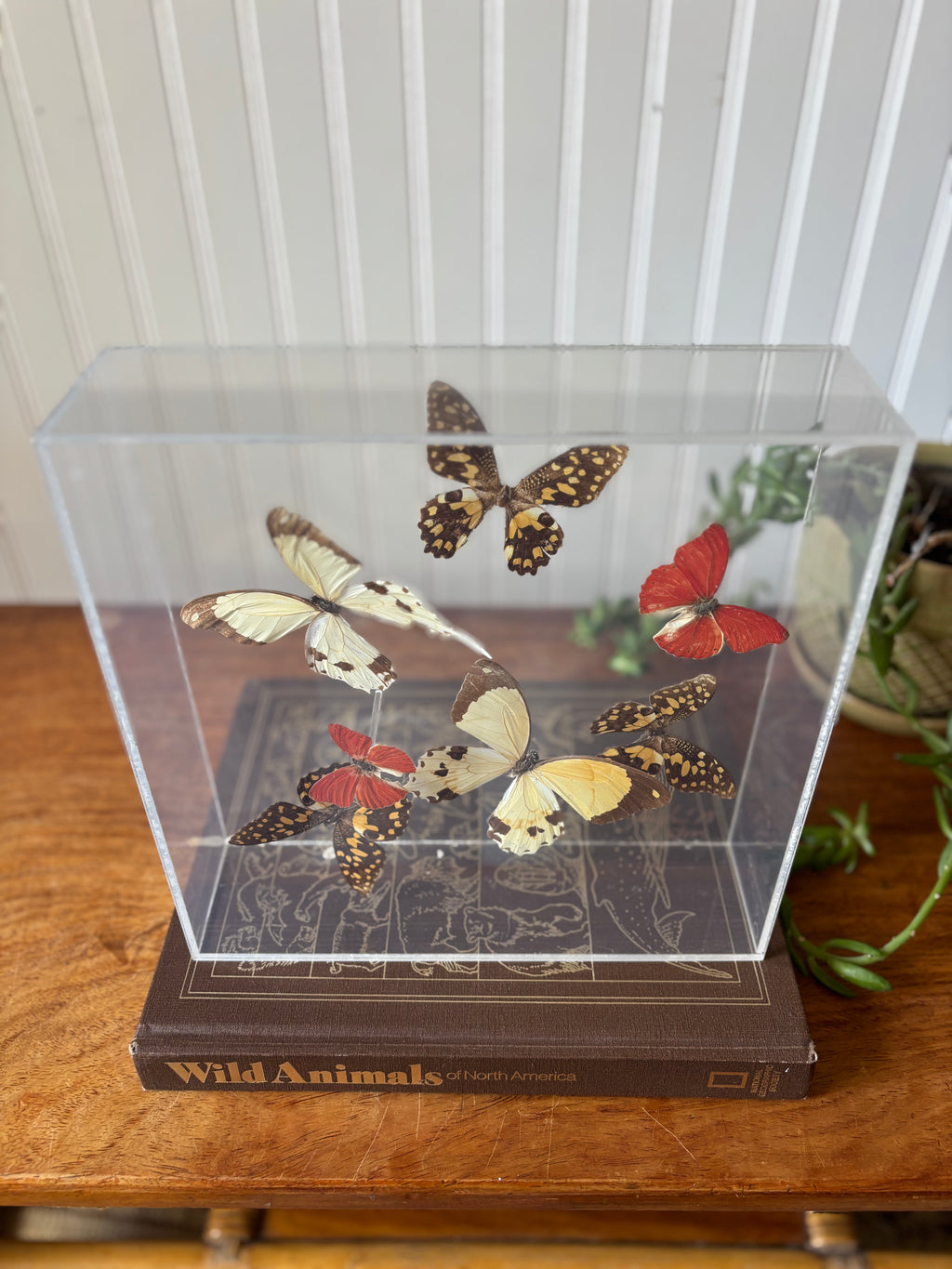 Real Butterflies in Shadowbox (Taxidermy)